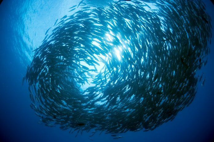 Shark Island aka ENRIC SALA: COCOS ISLAND EXPEDITION aka Predator IslandEpisode Code: 1034